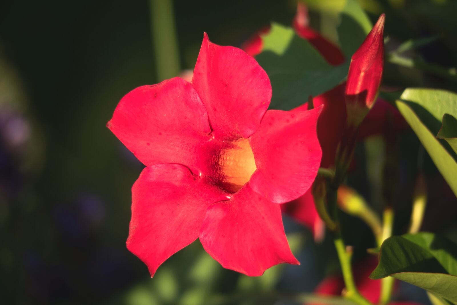 Canon PowerShot G3 X sample photo. Mandevilla, blossom, bloom photography