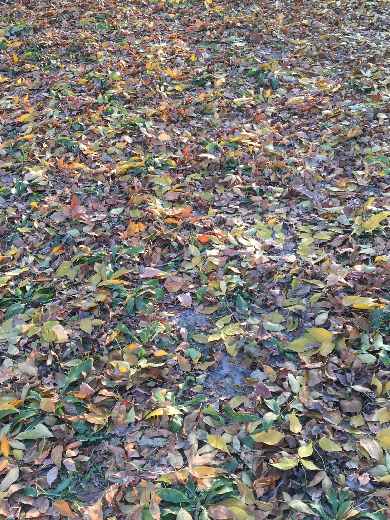 Apple iPhone 6s sample photo. Leaves, colorful, autumn photography