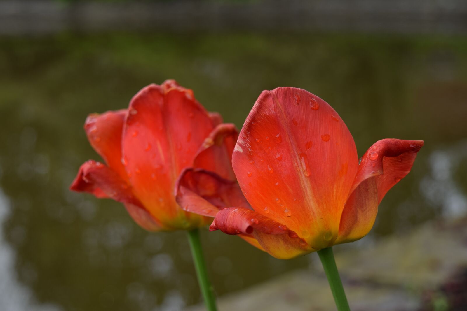 Nikon D3300 sample photo. Flower, orange, flowers isolated photography