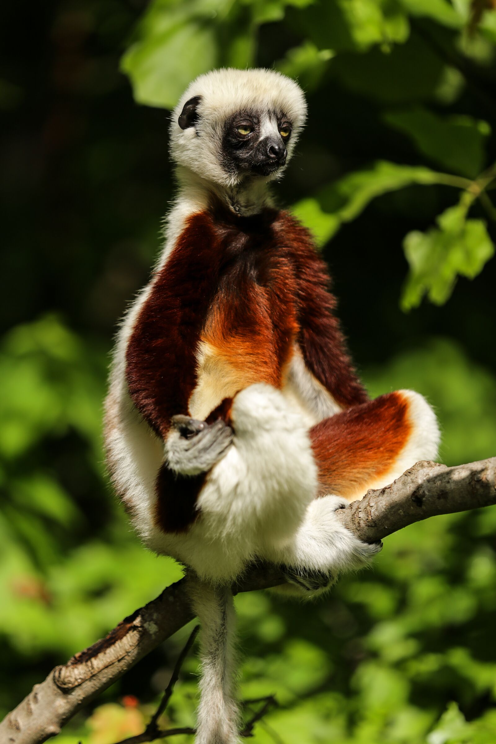 Canon EOS 6D sample photo. Lemur, coquerel's sifaka, sifaka photography
