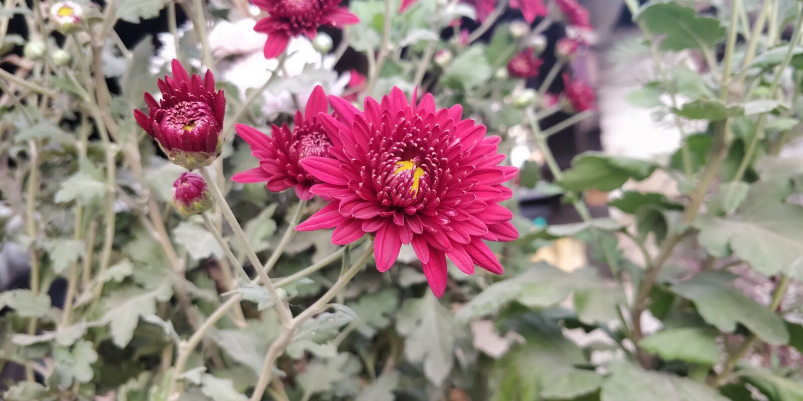 OnePlus 5T sample photo. Flower, dahlia, bloom photography