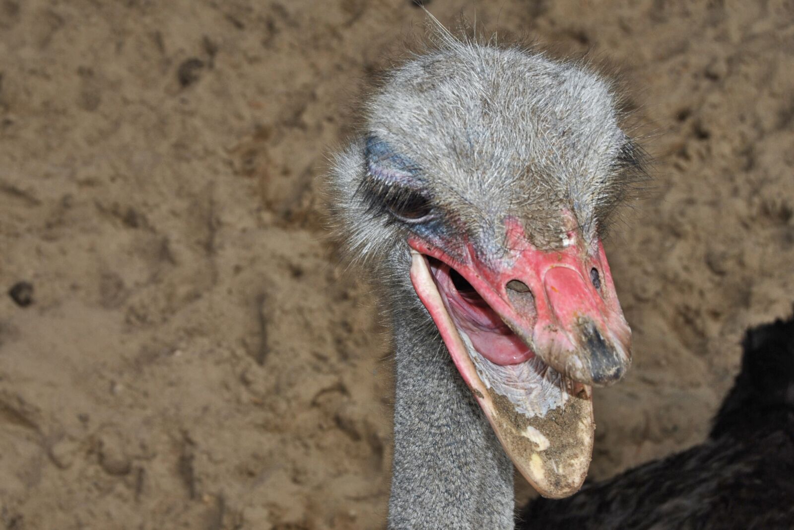 Nikon D3000 sample photo. Bouquet, bird, ostrich photography