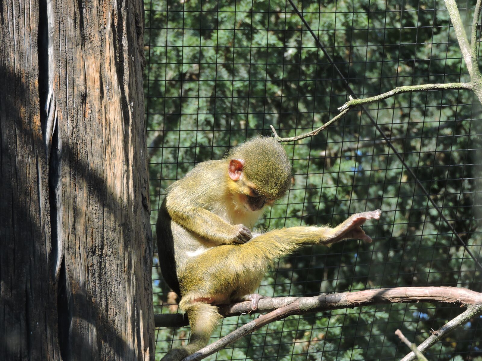 Nikon Coolpix P600 sample photo. Monkey, zoo, the prague photography