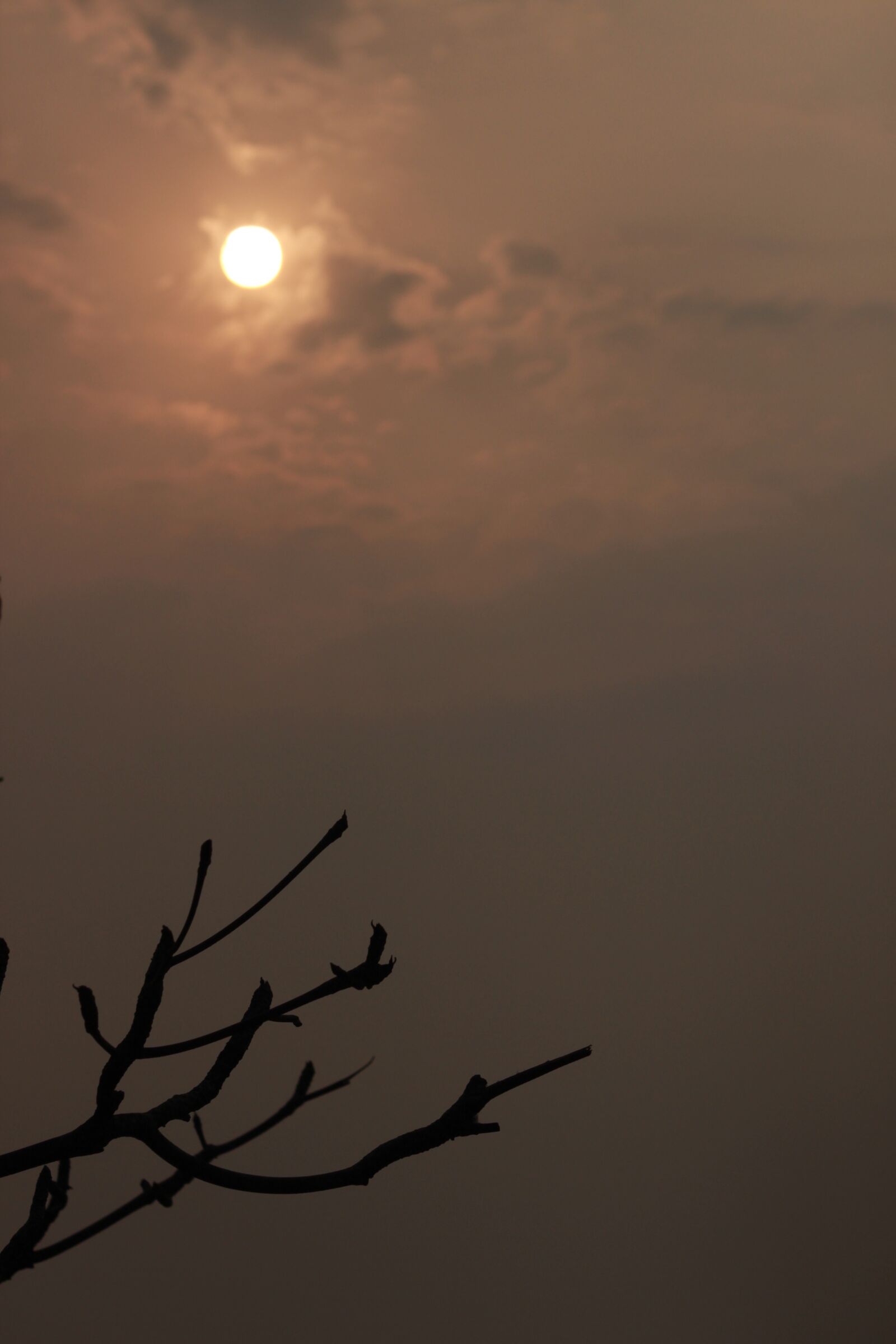 Canon EOS 600D (Rebel EOS T3i / EOS Kiss X5) sample photo. Sunset, tree, nature photography