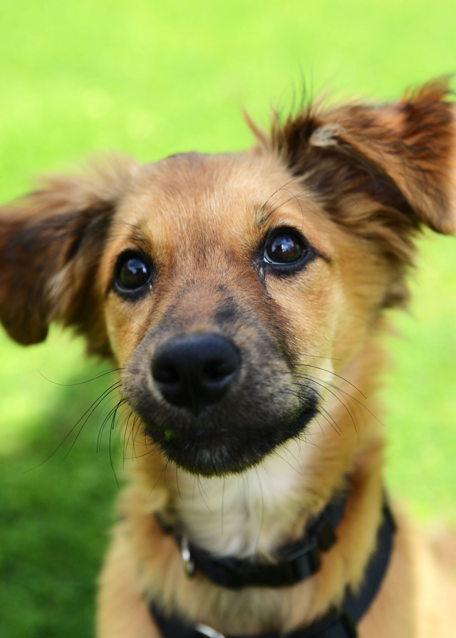 Nikon D800 sample photo. Dog, street dog, puppy photography