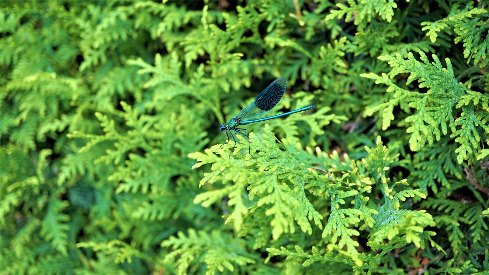 Sony E 30mm F3.5 Macro sample photo. Demoiselle, flight insect, dragonfly photography