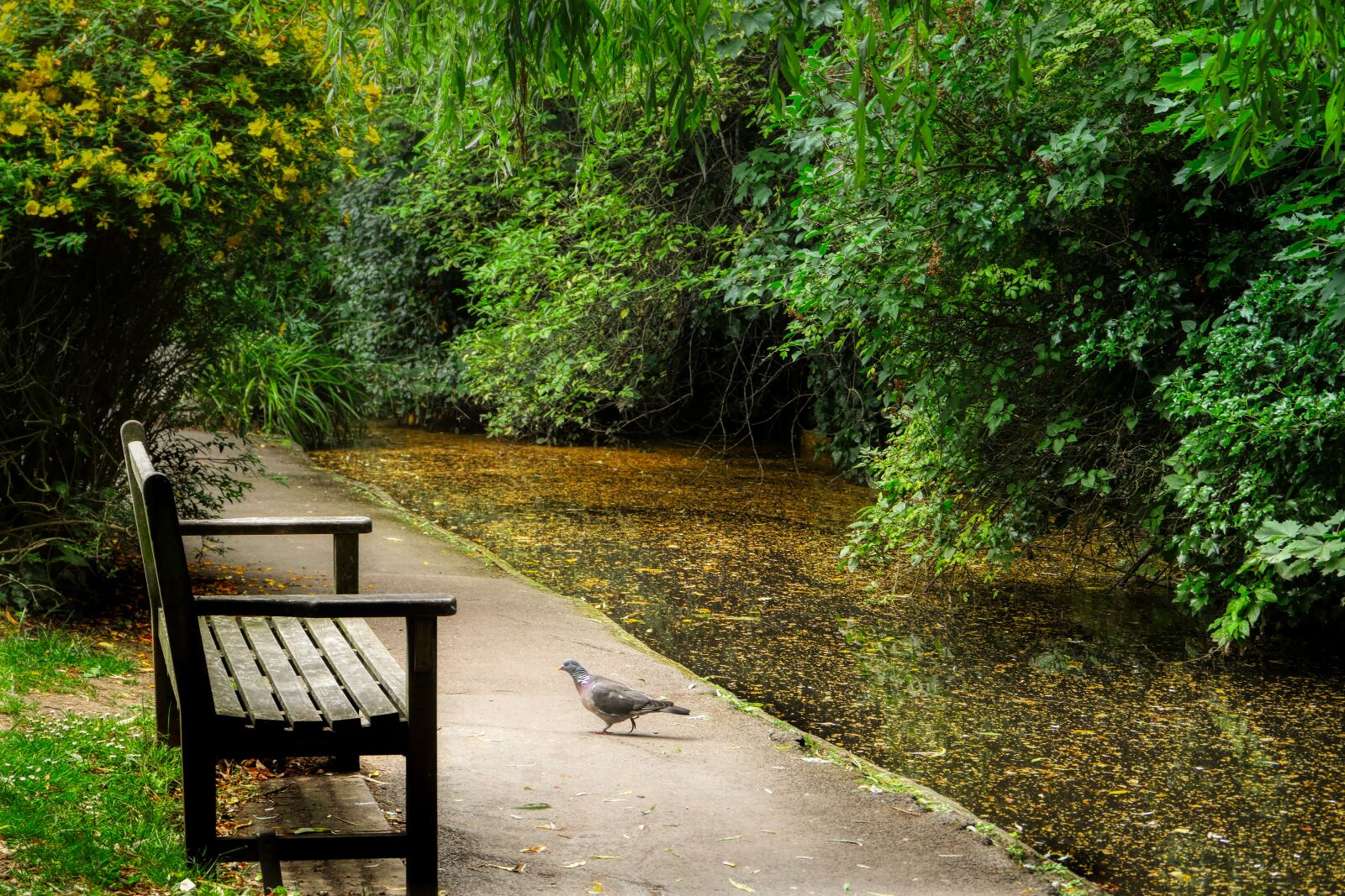 Panasonic Lumix DMC-GX8 sample photo. Park, bach, away photography