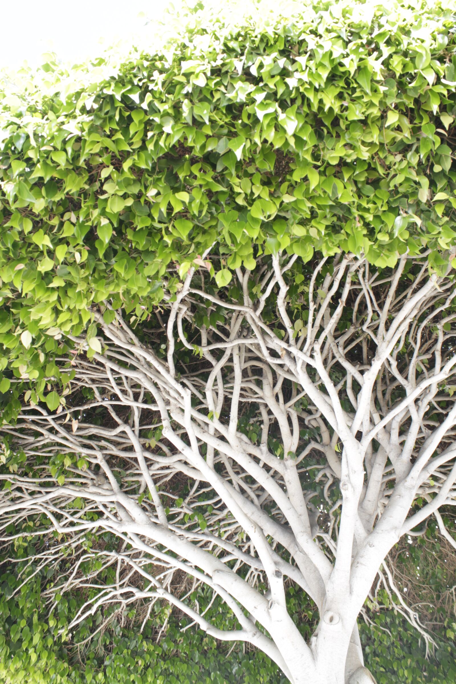 Canon EOS 1100D (EOS Rebel T3 / EOS Kiss X50) sample photo. Dragon tree, tree, tenerife photography