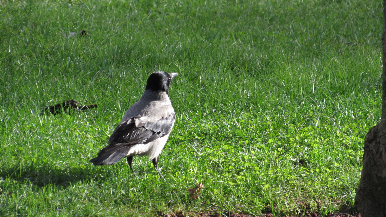 Canon PowerShot SX520 HS sample photo