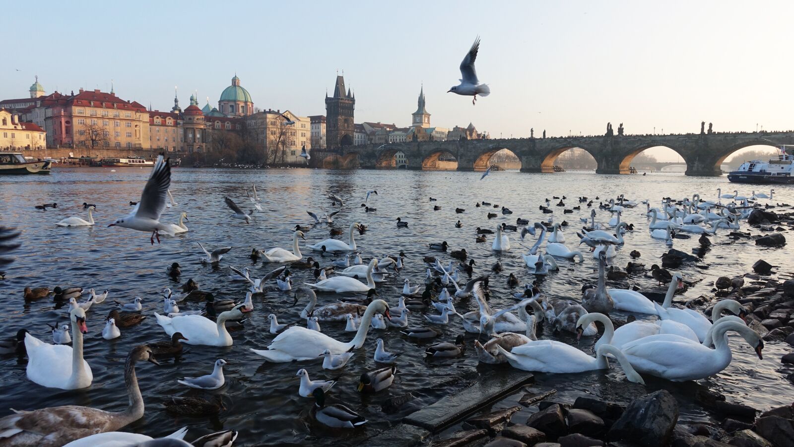 Sony Cyber-shot DSC-RX100 IV sample photo. Prague, moldova, swan photography