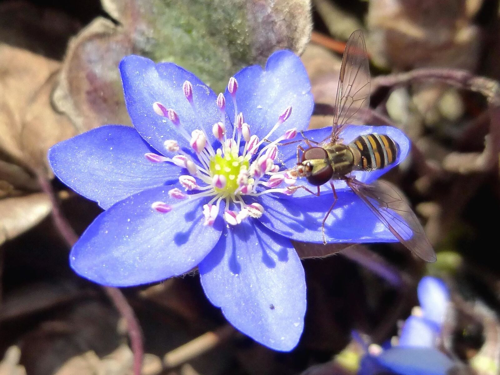 Panasonic DMC-SZ9 sample photo. Bee, stamens, pollen, insect photography