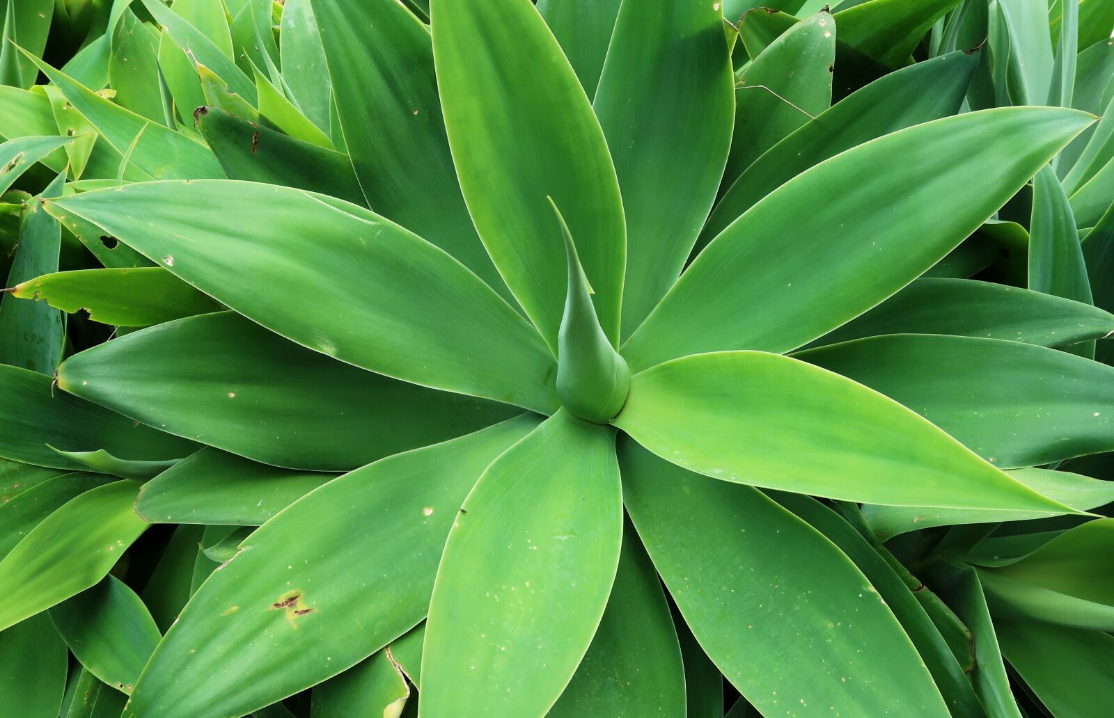 Canon PowerShot G7 X Mark II sample photo. Agave, succulent, cactus photography