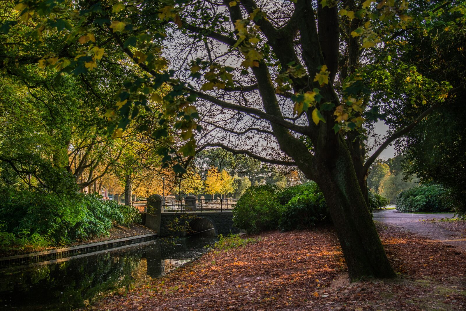 Nikon D600 sample photo. Fall, park, autumn photography