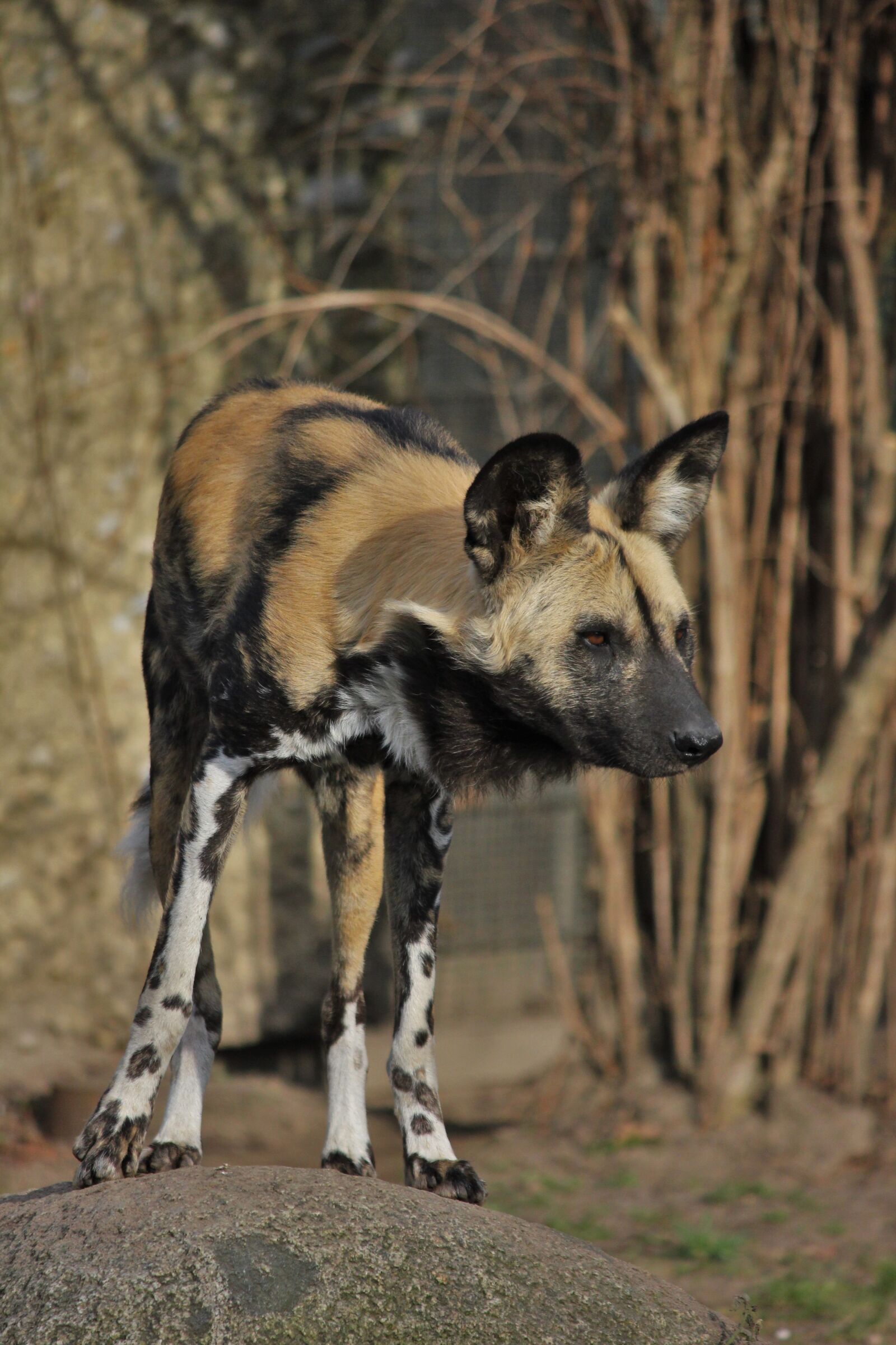 Canon EOS 550D (EOS Rebel T2i / EOS Kiss X4) sample photo. Nature, animal world, animal photography