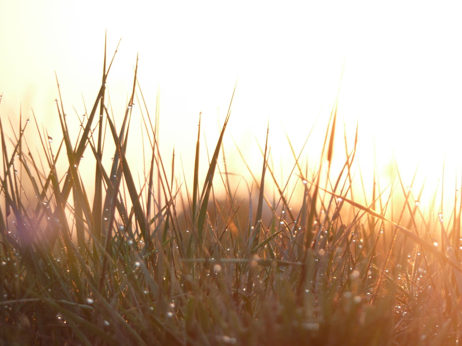 Panasonic Lumix DMC-ZS7 (Lumix DMC-TZ10) sample photo. Grass, morning, dew photography