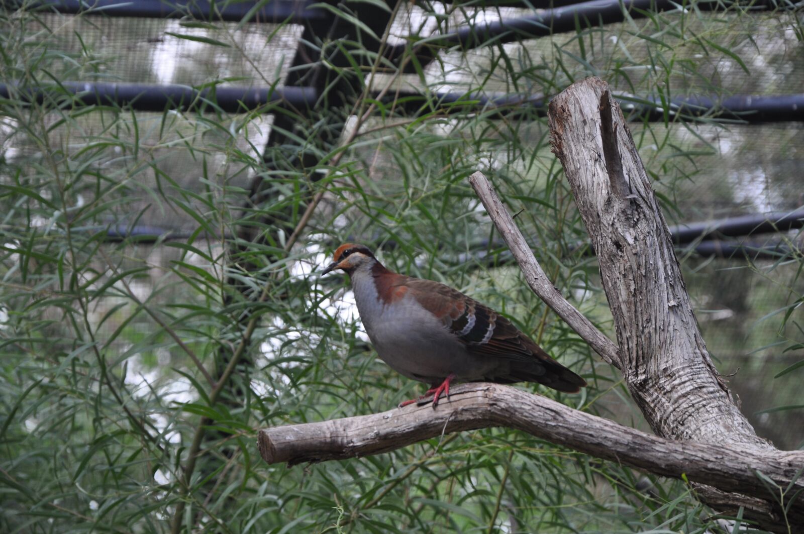 Nikon D90 sample photo. Bird, fly, flying photography