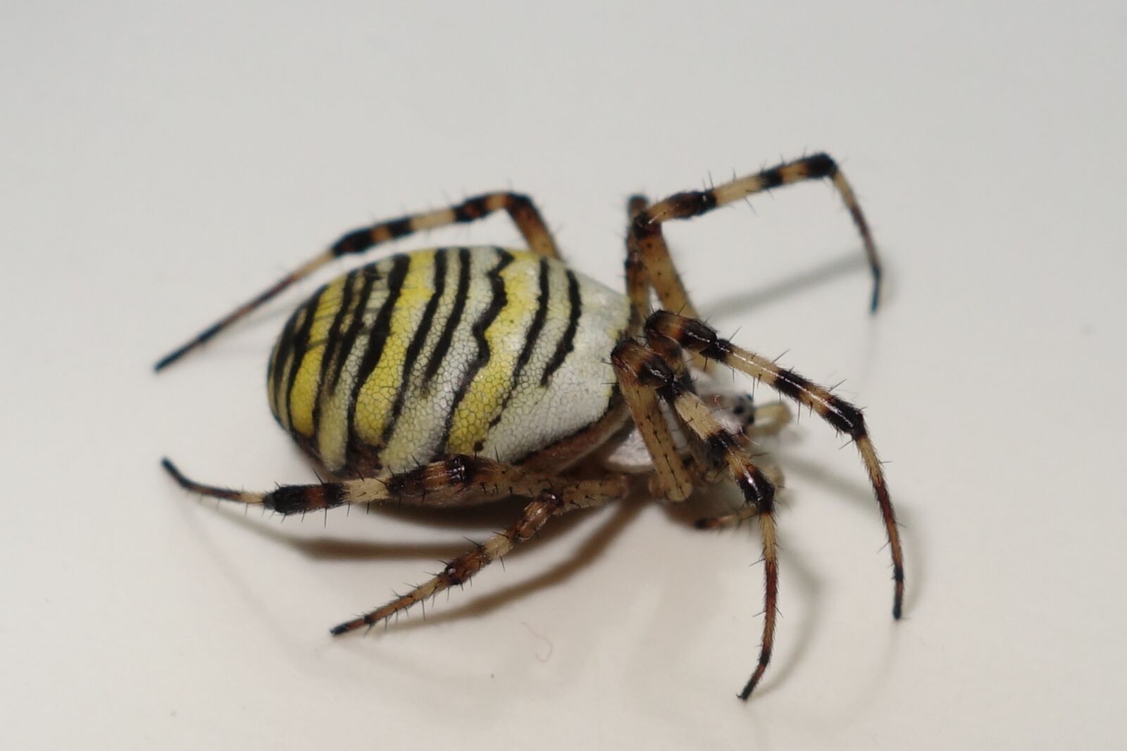 Sony Cyber-shot DSC-RX100 II sample photo. Spider, zebraspinne, insect photography
