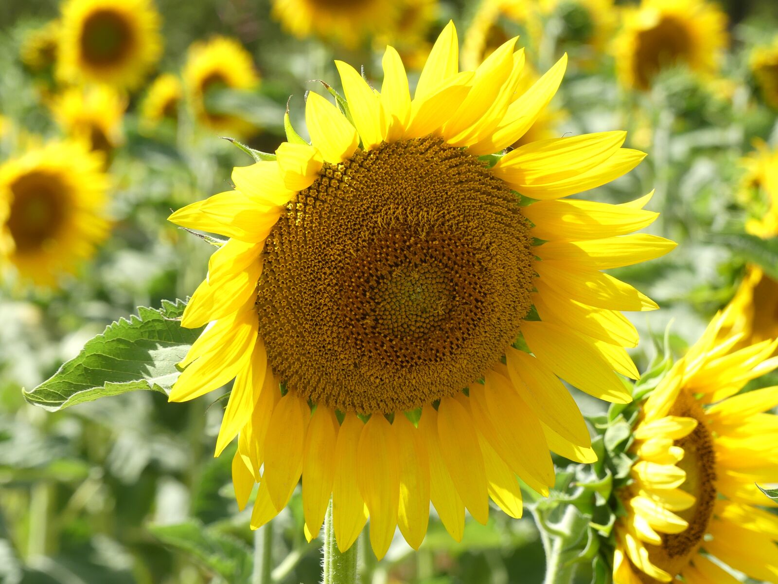 Panasonic Lumix DMC-FZ300 sample photo. Sunflower, blossom, bloom photography