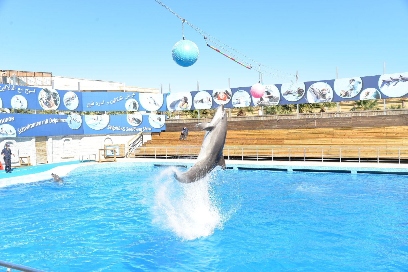 Nikon D610 sample photo. Dolphins, dolphin show, dolphin photography