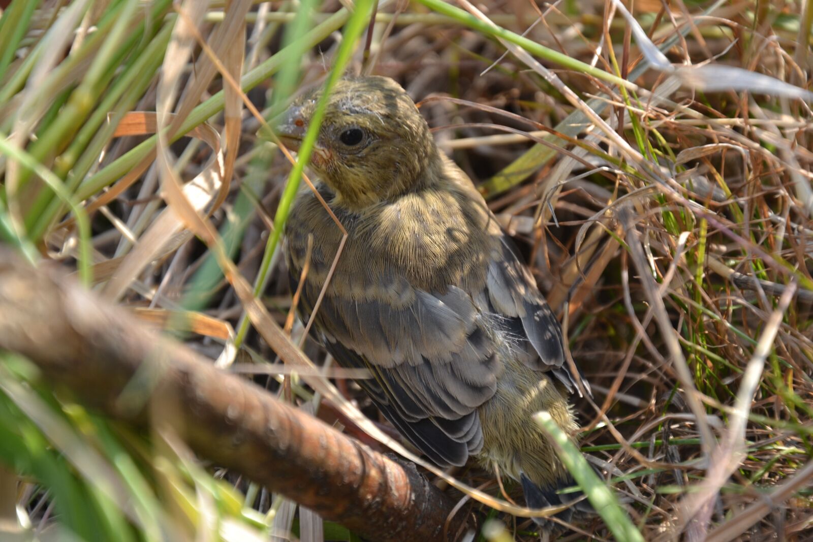 Nikon D3100 sample photo. Bird, branching, close up photography