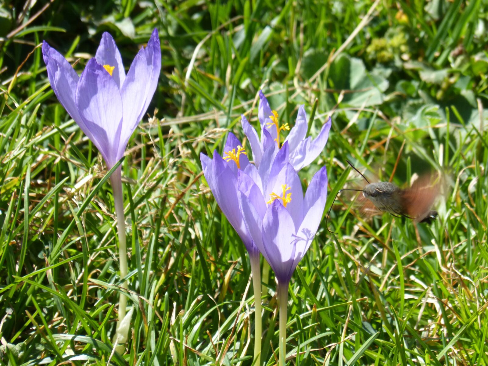 Panasonic DMC-FZ62 sample photo. Wild flower, butterfly, libar photography
