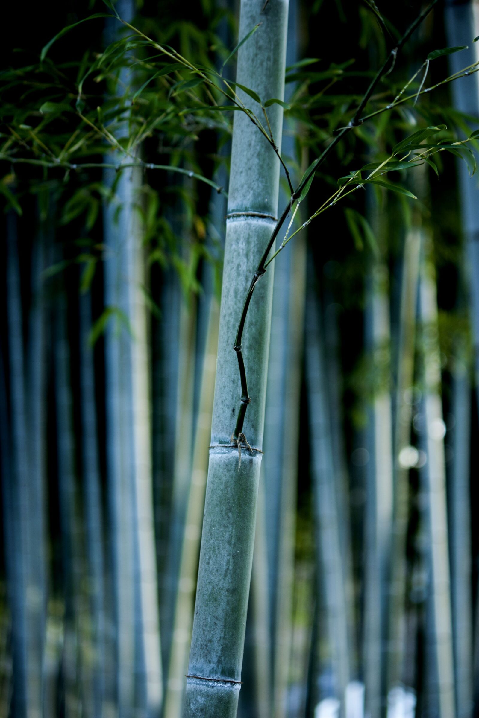 Canon EOS 450D (EOS Rebel XSi / EOS Kiss X2) + Canon EF-S 55-250mm F4-5.6 IS sample photo. Bamboo, nature, forest photography