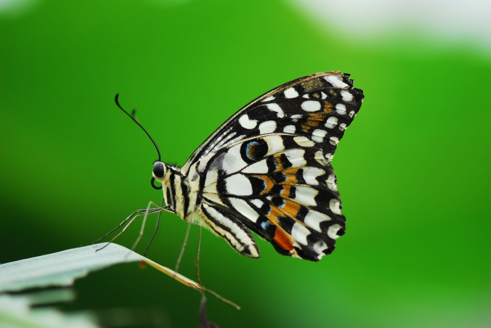 Nikon D200 sample photo. Butterfly, insect, nature photography