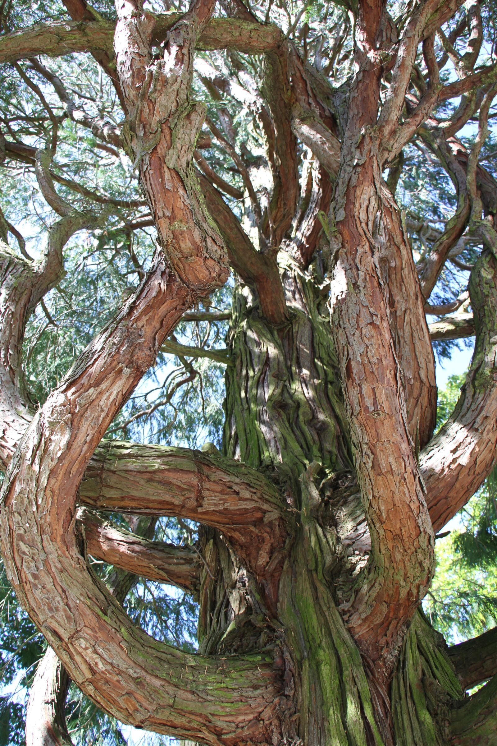Canon EOS 7D sample photo. Tree, aesthetic, incense photography