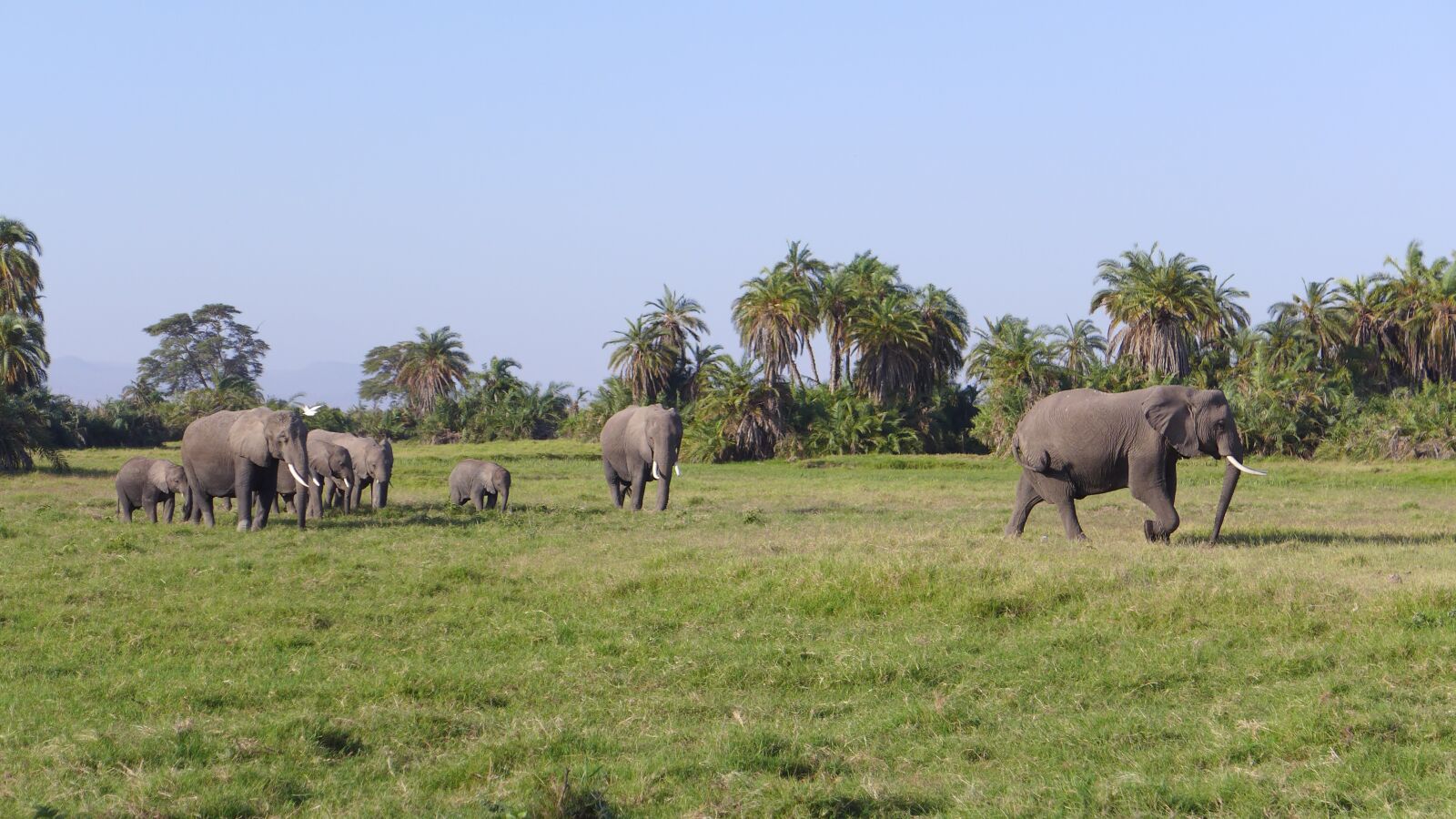 Leica D-Lux 6 sample photo. Amboseli, elephants, africa photography