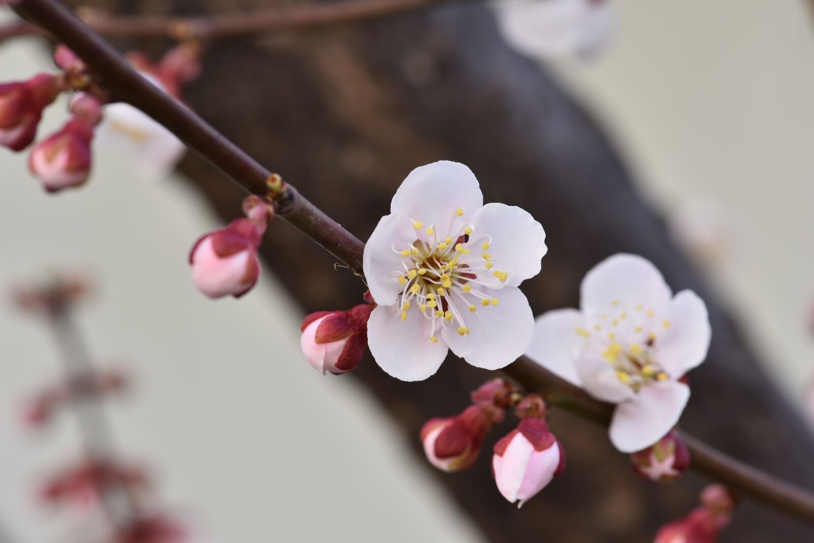 Nikon D810 sample photo. Plum, plum flower, spring photography