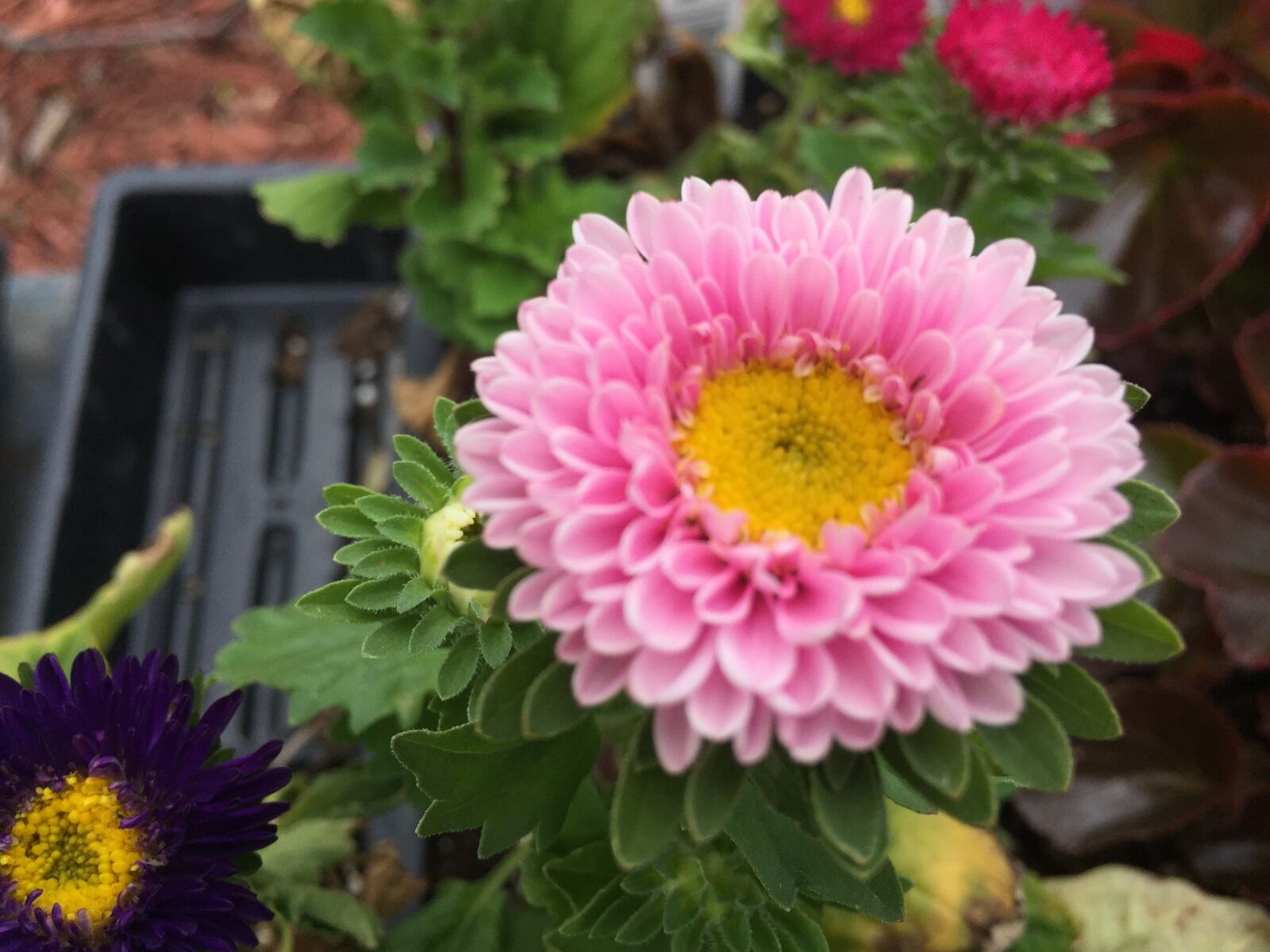 iPhone 6 back camera 4.15mm f/2.2 sample photo