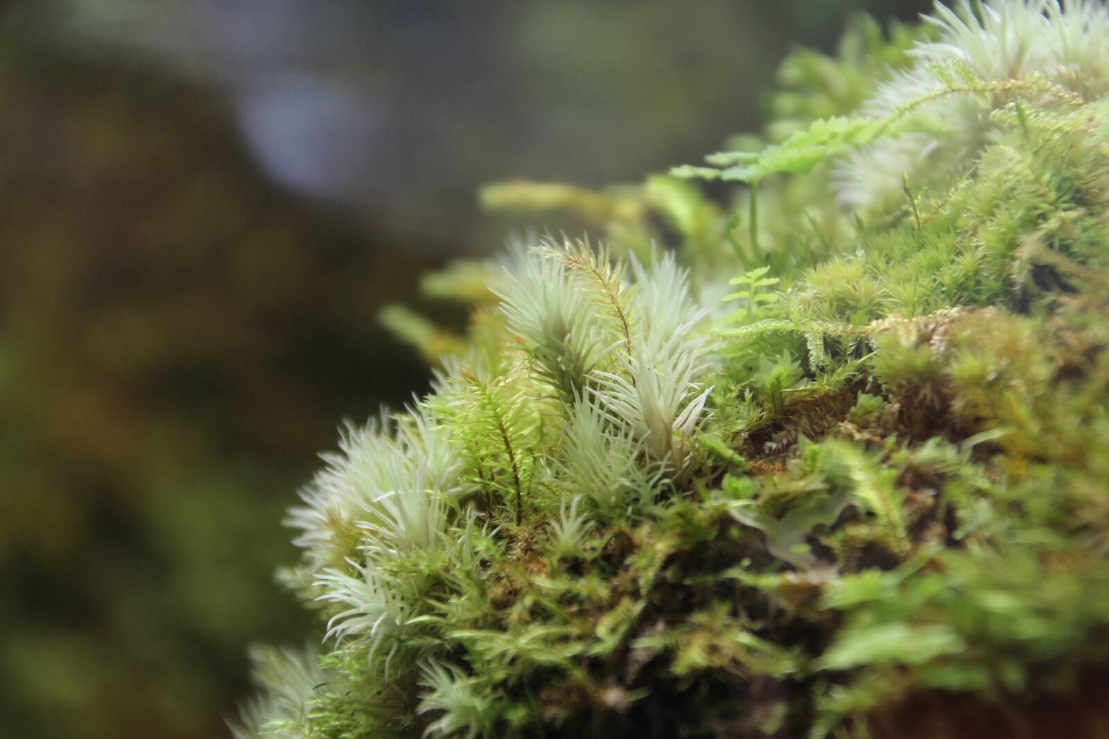 Canon EOS 700D (EOS Rebel T5i / EOS Kiss X7i) sample photo. Fresh moss, lichens, tiny photography