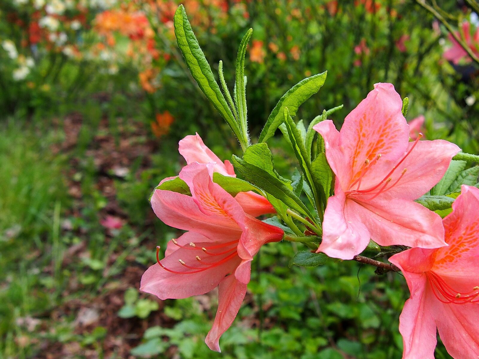 Olympus PEN E-PL6 sample photo. Azalea, flower, rhododendron japanese photography