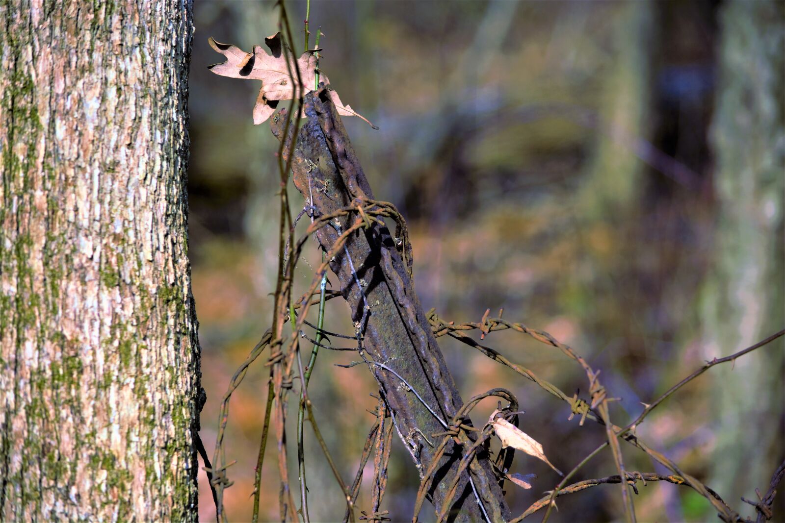Nikon D7100 sample photo. Autumn, vine, leaves photography
