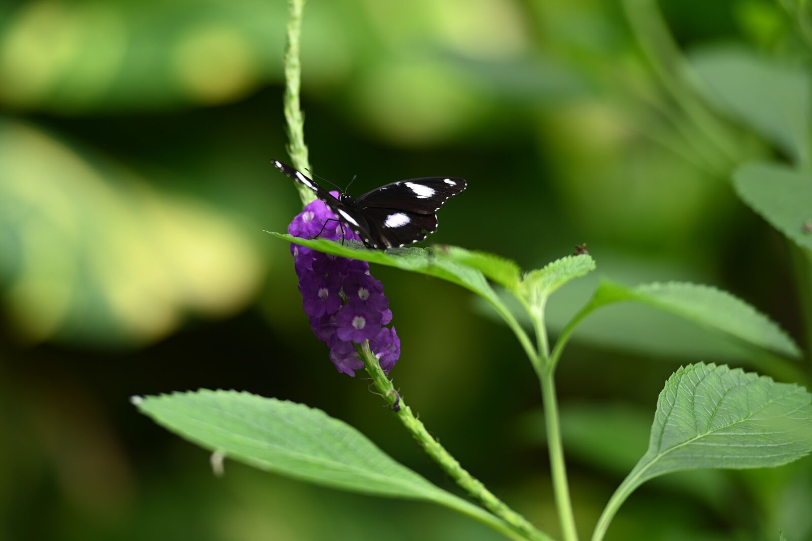 Nikon Z6 sample photo. Butterfly, flower, summer photography