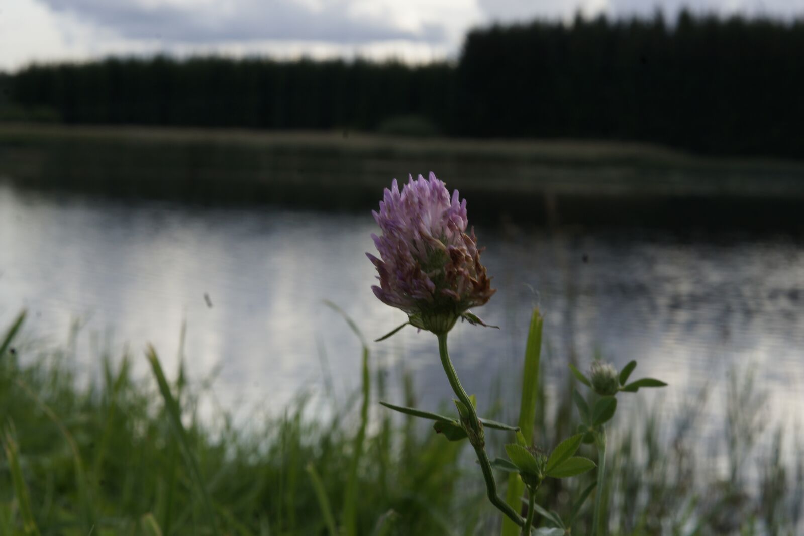 Sony ILCA-77M2 + Sony DT 50mm F1.8 SAM sample photo. Flower, water, nature photography