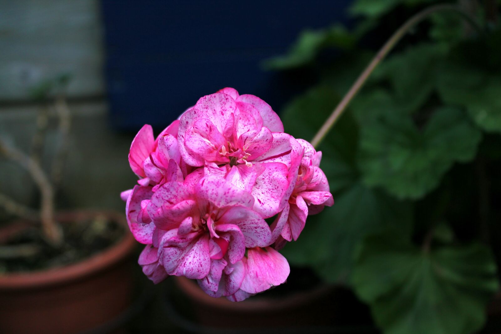 Canon EOS 1100D (EOS Rebel T3 / EOS Kiss X50) sample photo. Nature, flower, flora photography