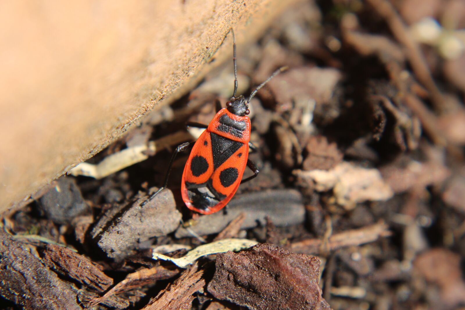 Canon EF-S 18-55mm F3.5-5.6 IS sample photo. Beetle, nature, insect photography