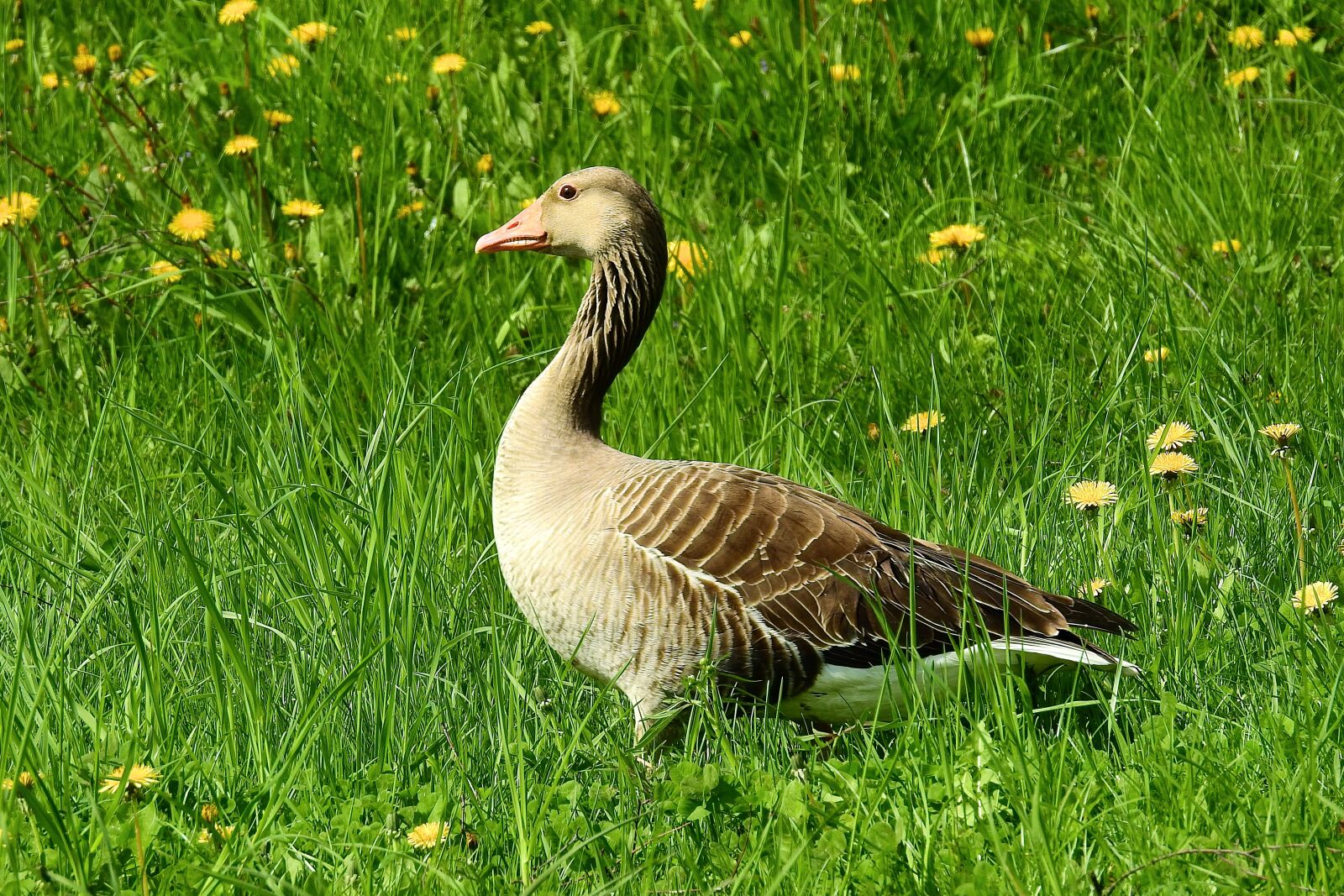 Nikon Coolpix P900 sample photo. Lawn, nature, spring photography