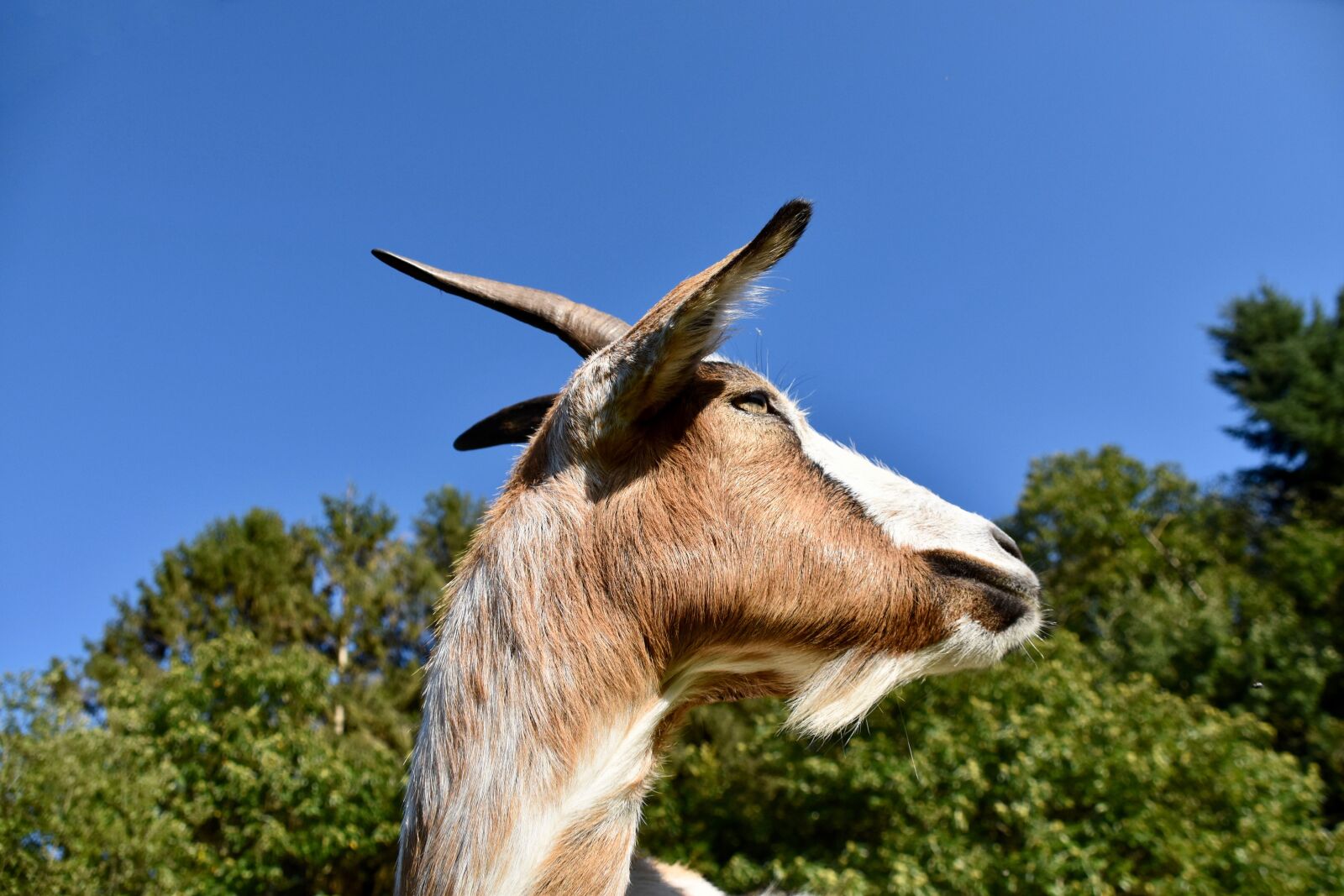 Nikon D5600 sample photo. Goat, ruminant, goat pepito photography