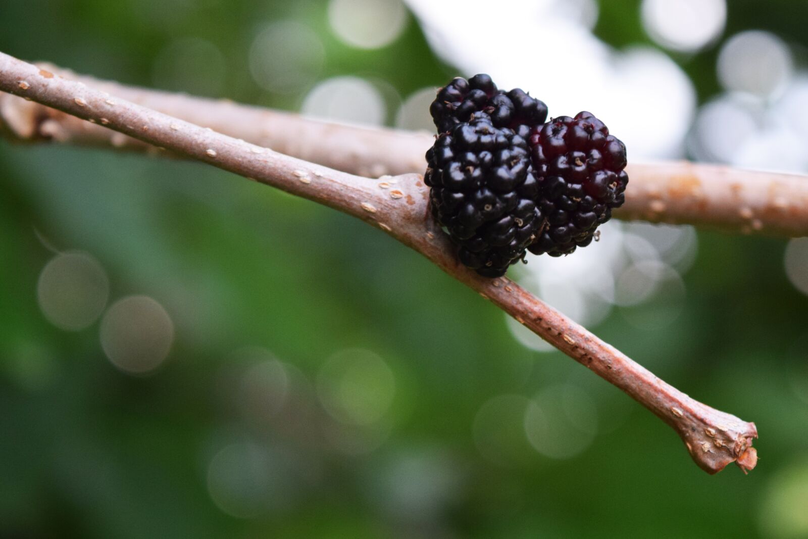 Nikon D3300 sample photo. Mulberry, fruit, tree photography