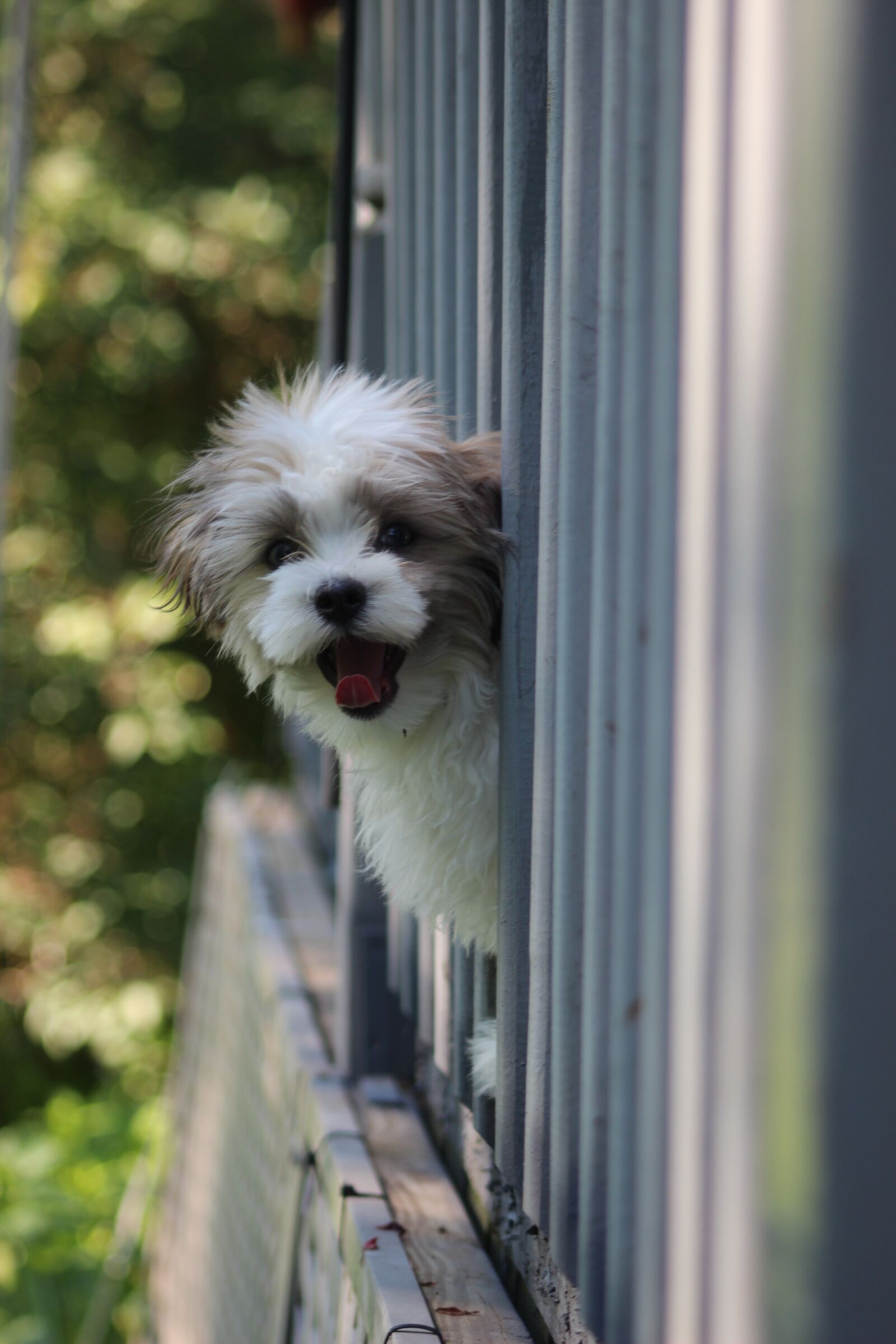 Canon EOS 600D (Rebel EOS T3i / EOS Kiss X5) sample photo. Puppy, shihtese, happy dog photography