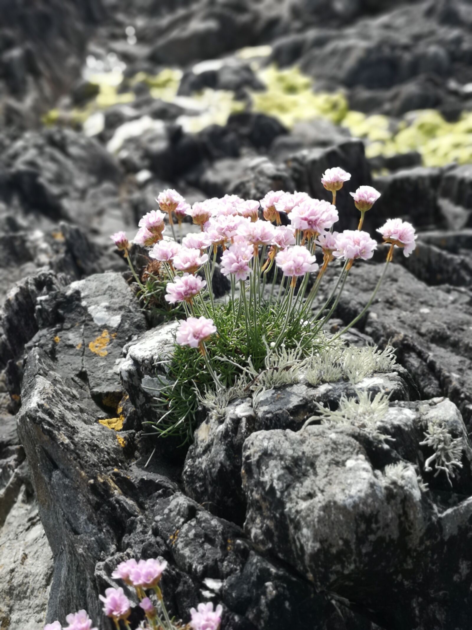 HUAWEI P20 sample photo. Rockery, nature, flowers photography