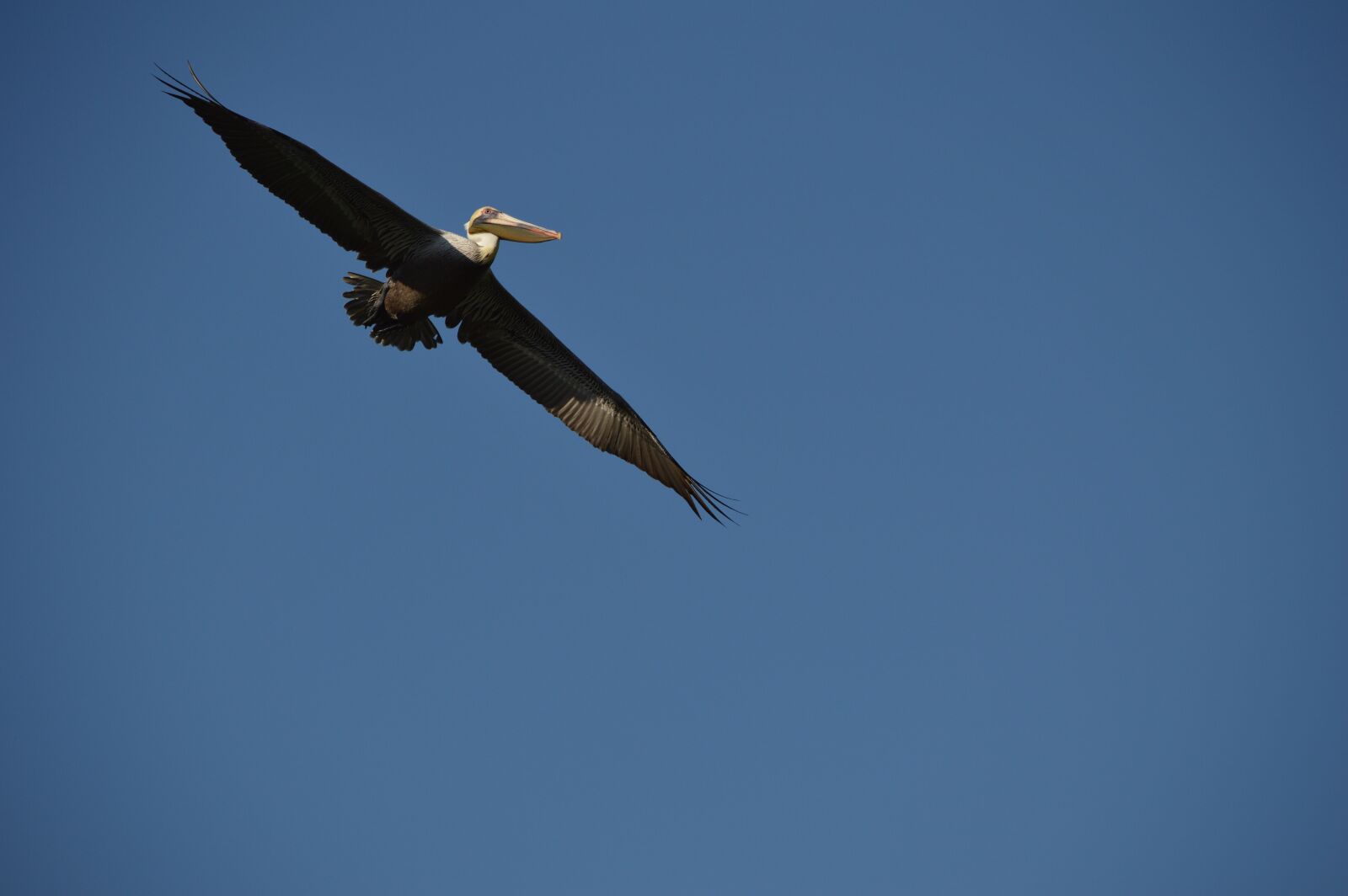 Nikon D3200 sample photo. Flight, pelican, wings photography
