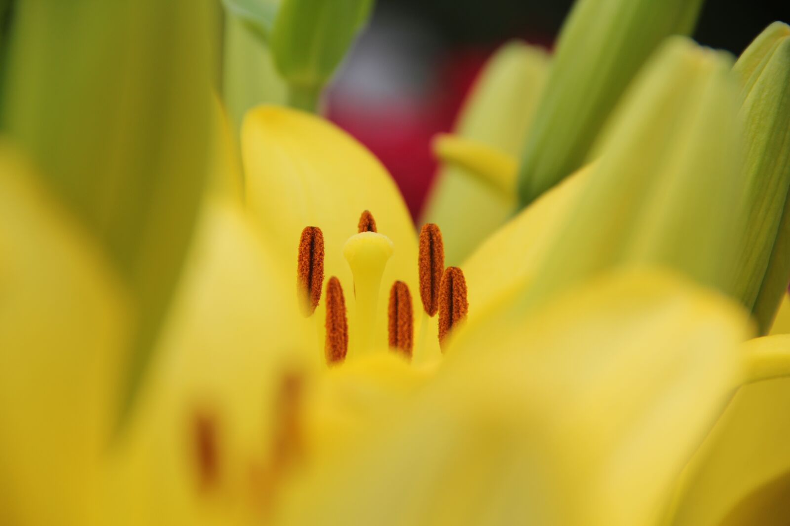 Canon EOS 550D (EOS Rebel T2i / EOS Kiss X4) sample photo. Yellow, green, lily photography