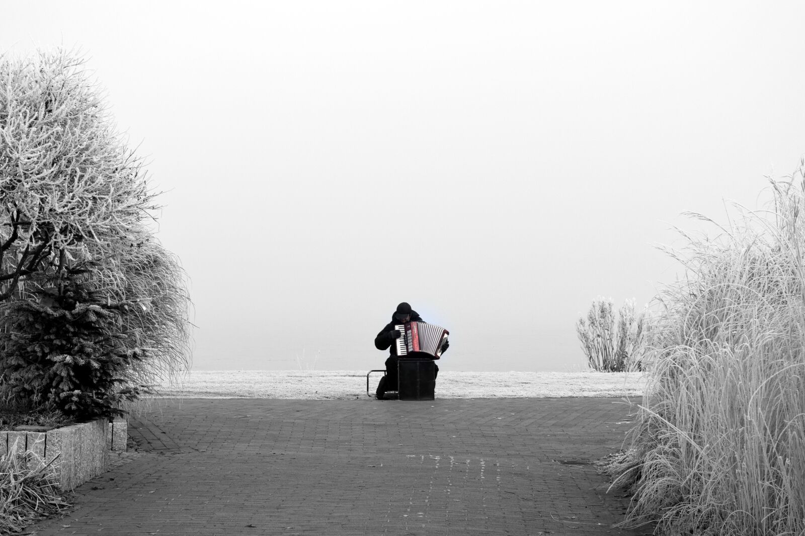 Nikon D3300 sample photo. Frost, winter, cold photography