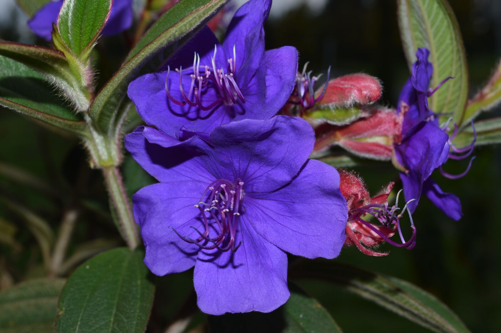 Nikon D3200 sample photo. Tibouchina, princess flower, lasiandra photography