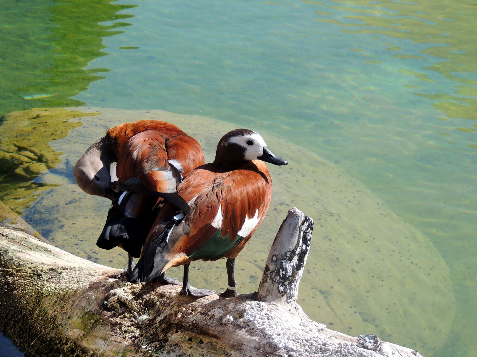 Nikon Coolpix P510 sample photo. Duck, water, bird photography