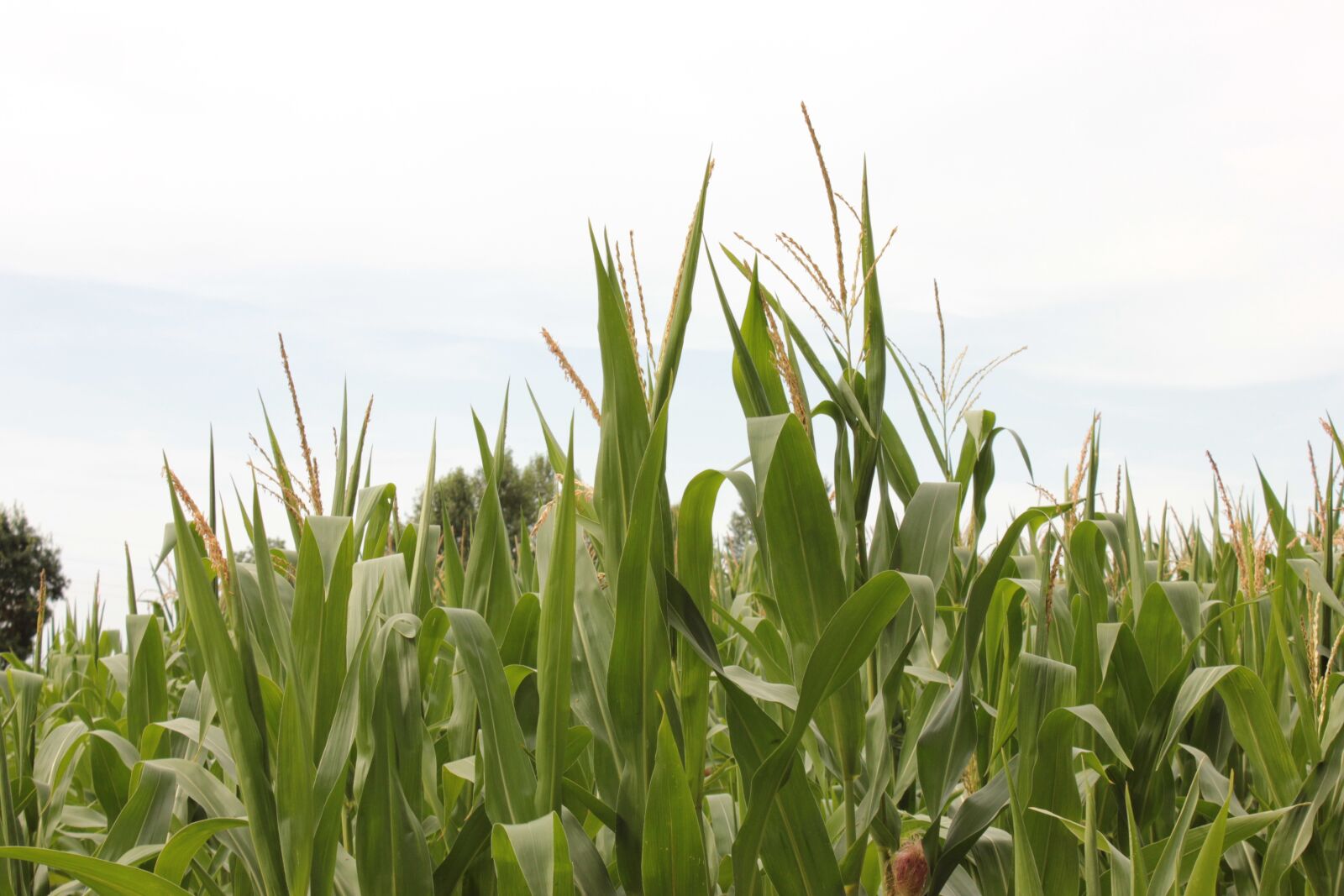 Canon EOS 550D (EOS Rebel T2i / EOS Kiss X4) sample photo. Agriculture, corn, field photography