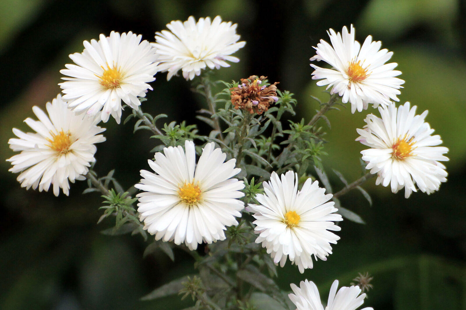 Canon EOS 1100D (EOS Rebel T3 / EOS Kiss X50) sample photo. Close, up, of, white photography